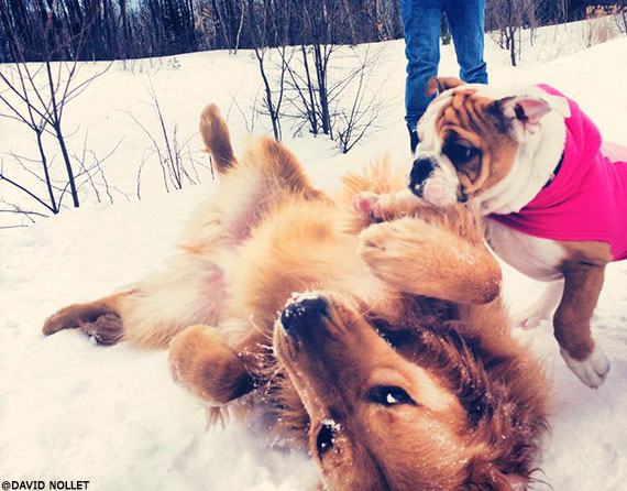 Les parcs canins sont parfaits pour faire bouger et jouer les chiens énergiques.