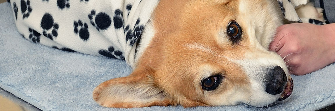 Les animaux peuvent aussi avoir besoin de premiers soins, selon la Clinique Maguire.