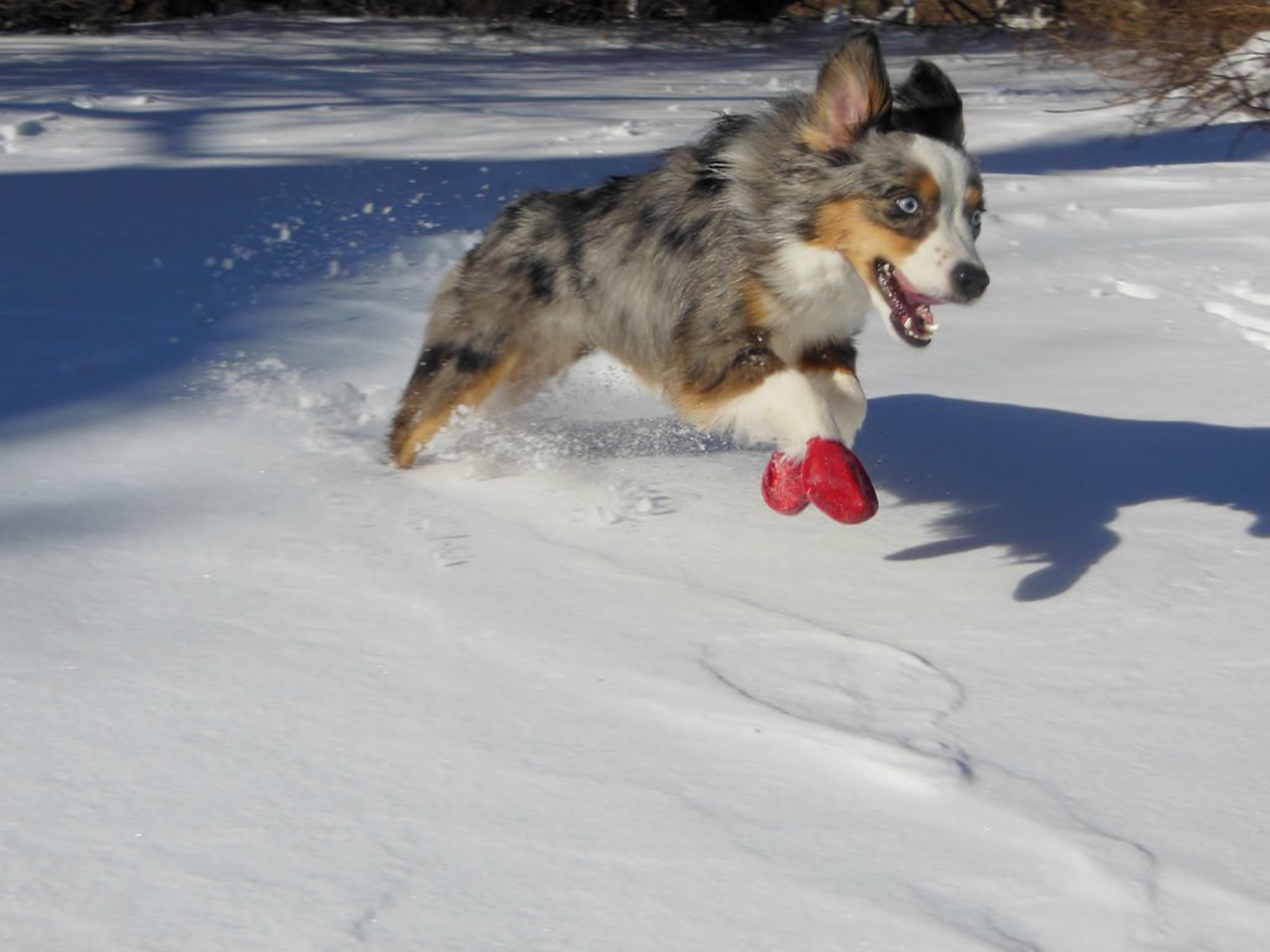 Bottes Pawz pour chien en vente à la boutique de la Clinique Maguire Médecine Vétérinaire